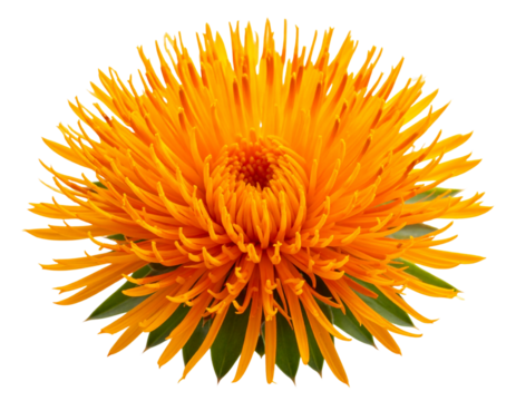 Single Safflower Bloom with Spiky Orange Petals, isolated on transparent background