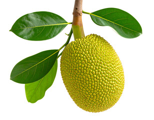 Single Ripe Jackfruit on Branch with Close-up of Leaf Texture, isolated on transparent background