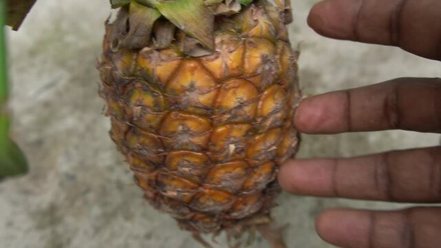 Pineapple : Pineapple is a tropical fruit with spiky skin, juicy golden flesh, rich in vitamin C, enzymes, and refreshing sweet-tart flavor