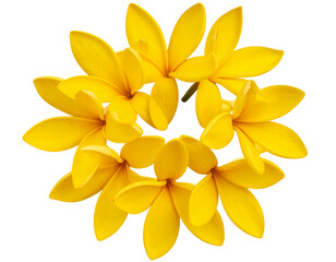 Top View of Champak Flowers Arranged in Spiral Pattern, isolated on transparent background