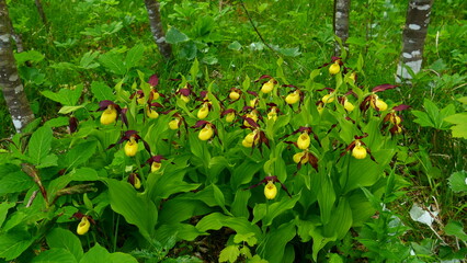 Wildorchidee Frauenschuh, Cypripedium calceolus (5)