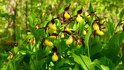 Obraz premium Wildorchidee Frauenschuh, Cypripedium calceolus (3)