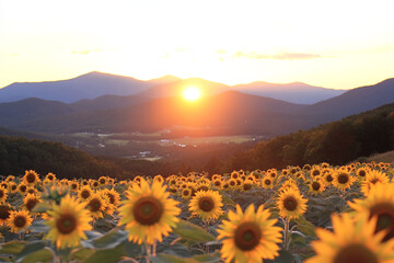 Fototapeta premium Sunflower field basking in sunset light with mountains in background