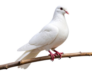 White Dove Perched Gracefully on a Branch, isolated on transparent background