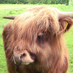 Portrait of a young Scottish Highland bull with nose ring