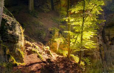 Forest sunbeam in the morning