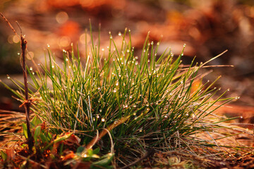Fresh Green Dewy Grass Illuminated by Warm Morning Sunshine