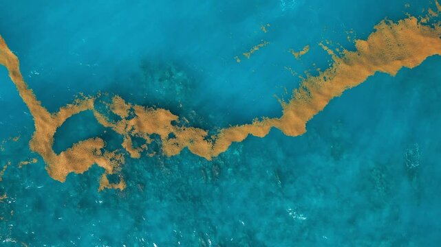 Sargassum seaweed in the turquoise Atlantic Ocean. Top view
