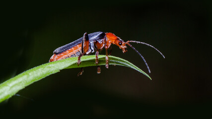 bug on leaf