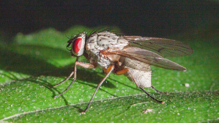 fly on leaf