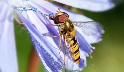 wasp on a flower