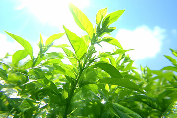 Fototapeta premium Lush Green Plant Reaching for the Sun with Bright Sky Background