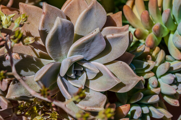 Spectacular photos of succulent plant Echeveria