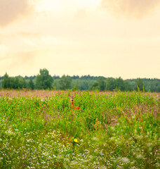 Wild roe deer standing in tall summer grass and wildflowers. Natural wildlife scene in a meadow under a golden evening sky. Peaceful rural nature landscape.
