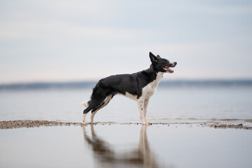 A beautiful black and white Border Collie stands alert on a wet, sandy shore at the Sea. The calm...