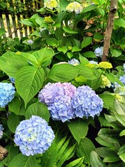 blue hydrangea bloom close up