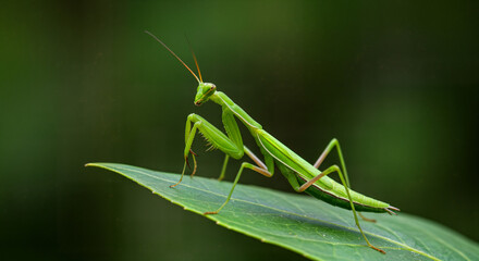 Green Praying Mantis on Leaf