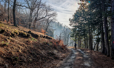 A lone hiker walks along a sunlit forest road on the slopes of Zobó-hegyese, where pine and oak...