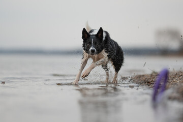 A black and white Border Collie dog runs through shallow water near a shoreline. Splashes of water...