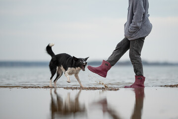 A black and white Border Collie barks with mouth open, as a person wearing boots lifts their foot,...