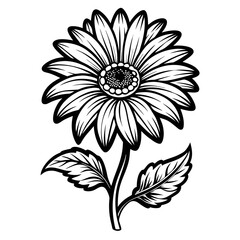 black and white daisy