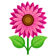 pink flower on white background