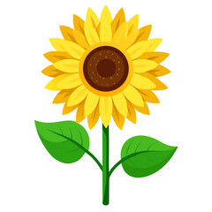 sunflower isolated on white