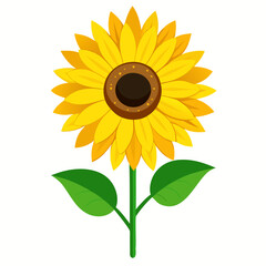 sunflower isolated on white