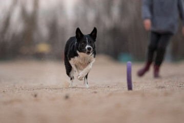 A black and white Border Collie runs straight toward the camera on a sandy beach. Another person is...