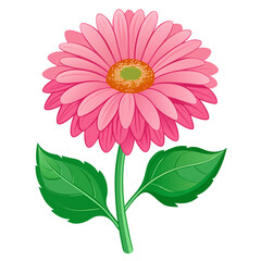 pink gerber daisy
