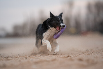 A black and white Border Collie runs towards the viewer on a beach, mouth open, carrying a purple toy. The dog kicks up sand as it sprints along the shore