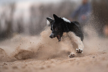 A Border Collie dog runs very fast through the sand on a beach. The dog is black and white, and...