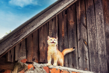 Ginger cat meowing loudly while standing on the roof of an old rustic wooden barn. Rural summer...