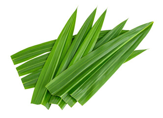 Fresh green pandan leaves isolated against a clean white background with sharp vibrant detail