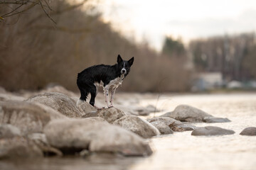 A Border Collie stands on a rock formation near the sea. The dog is looking towards the camera. It...