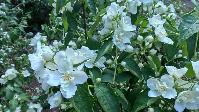 Blooming white flowers of Mock Orange or Jasmine in the garden