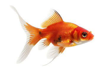 Vibrant orange goldfish swimming gracefully with long flowing fins on a clean white background