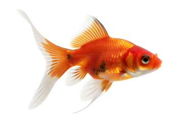 Vibrant orange goldfish swimming gracefully with long flowing fins on a clean white background