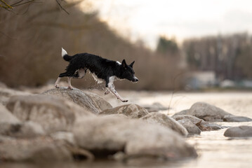 A black and white Border Collie leaps from rock to rock, water splashing as it moves along the...