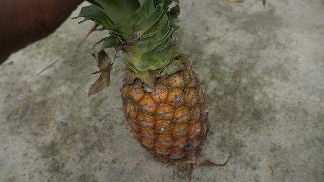 Pineapple : Pineapple is a tropical fruit with spiky skin, juicy golden flesh, rich in vitamin C, enzymes, and refreshing sweet-tart flavor