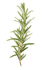 Obraz premium Close up of green rosemary herb branch with leaves on a transparent background for culinary purposes