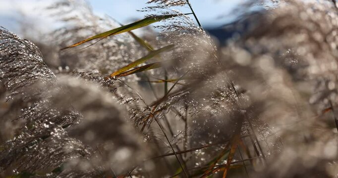 Close up of phragmites (or common reed) swaying in the wind on a sunny afternoon. Phragmites is a wetland grass that grows in wet places, such as the edge of ponds, streams and tidal waters. 