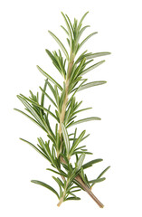 Fototapeta premium Fresh sprig of rosemary isolated on a white background in a simple and natural herbal depiction