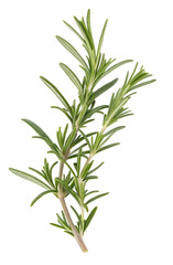 Fresh green rosemary sprig isolated on a white background for culinary herb ingredient usage