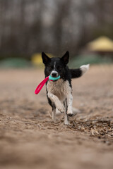 A Border Collie runs happily towards the camera on a sandy beach. The dog holds a blue ball with a...