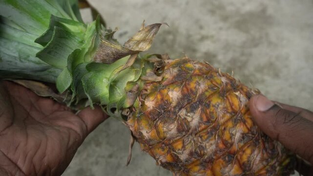 Pineapple : Pineapple is a tropical fruit with spiky skin, juicy golden flesh, rich in vitamin C, enzymes, and refreshing sweet-tart flavor