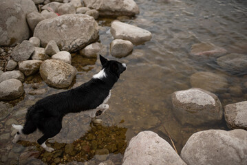 A black and white Border Collie stands on the rocks, looking intently into the water at the edge of...