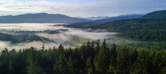 Aerial view of dense green forest canopy captured from a high-flying drone perspective