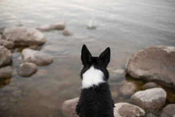 A black and white Border Collie stands with its back to the viewer, intently watching the gentle...