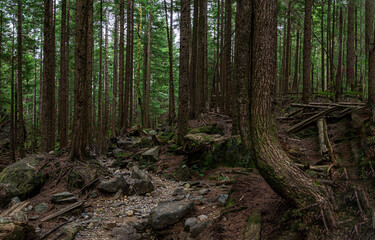 tree in the forest